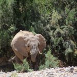Wüstenelefant in freier Wildbahn