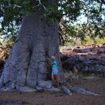 "Baobab" Baum (Affenbrotbaum)