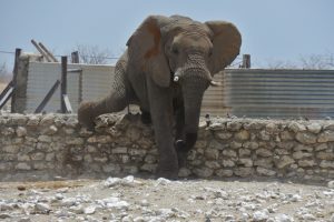 Elefant am Wasserreservoir
