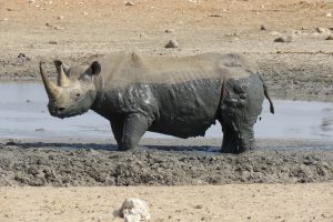 unser erstes Rhino