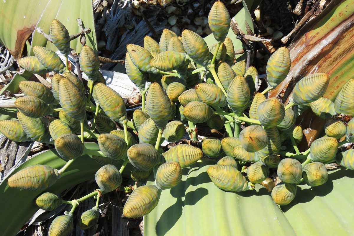 die Welwitschia Zapfen