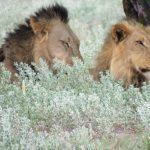 die beiden Kalahari Löwen dösen im Schatten