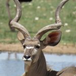 stolzer Kudu