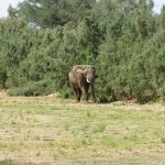 ein einsamer Wüstenelefant bei Puros