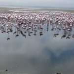 Flamingotreffen