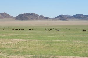 Wildpferde bei Lüderitz